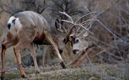 WATCH: Bear Breaks up Mule Deer Fight in Sequoia National Park