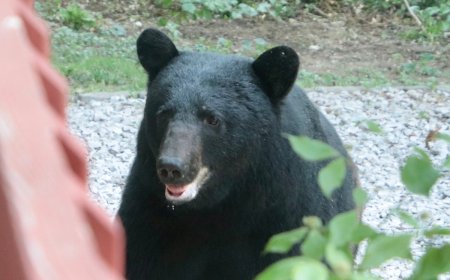 Elderly Woman Attacked by Bear in Her Colorado Home