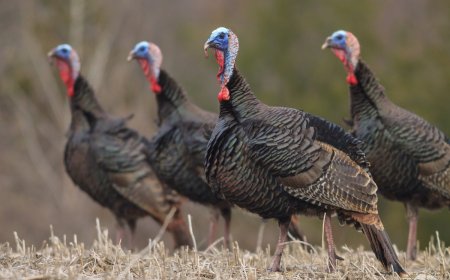 WATCH: Wild Turkeys Have Weird Vendetta Against Postal Worker