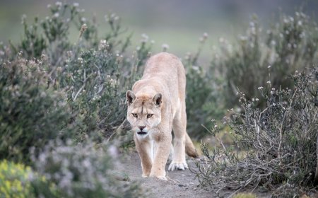 Skunk vs. Puma—An Unlikely Battle in Patagonia
