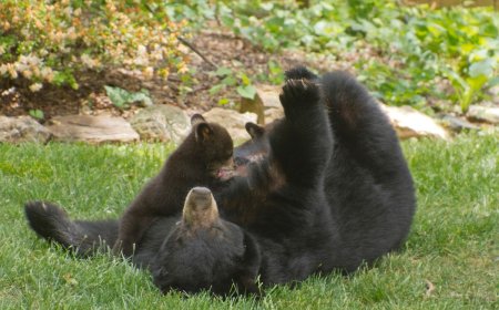 WATCH: Momma Bear Nurses Cub While Sitting in a Porch Chair