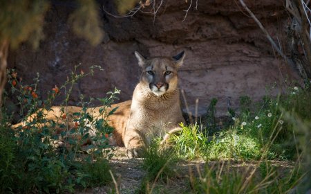 Realtor Opens Home’s Garage to Find Cougar Sleeping on Shelf