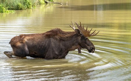 WATCH: Bull Moose Swims in Lake Near Glacier National Park
