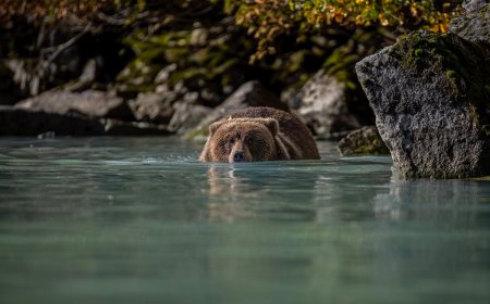 Large Brown Bear Demonstrates How It Got So Big (Video)