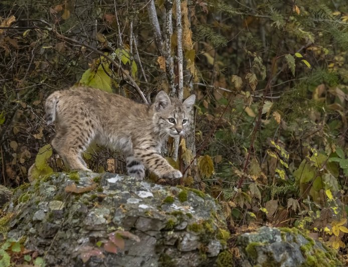 Sound on: Bobcat Kittens Get the Zoomies in Front of Trail Cam