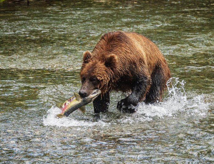 Viral Video: Grizzly Bear Photobombs Fisherman in Alaska