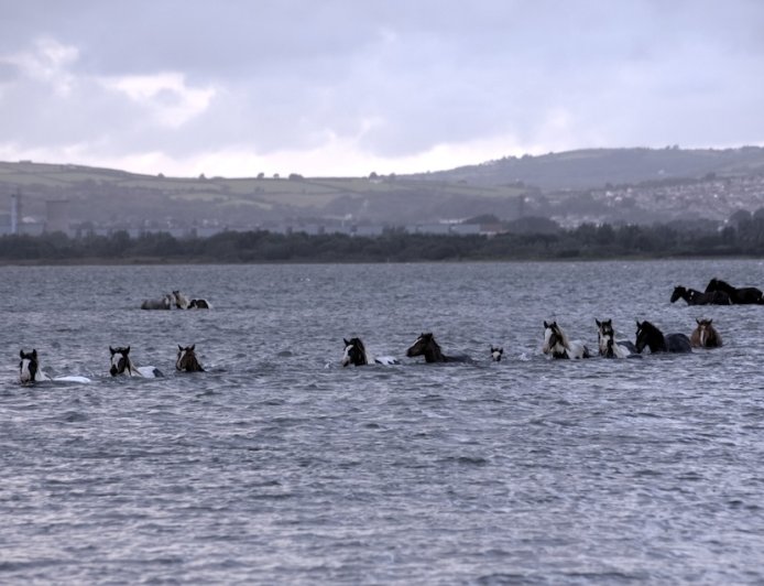 150 Wild Ponies Swim Across Channel in Virginia (Video)