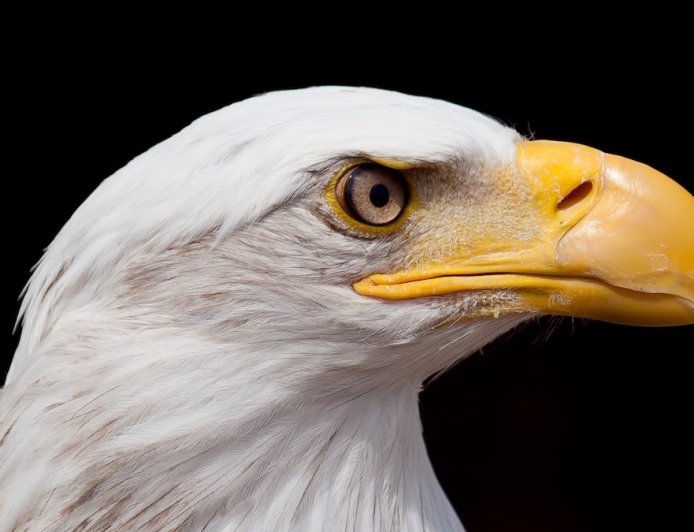 Famous Bald Eagle, Jackie, Takes Turn for Worse in Wildlife Rehab