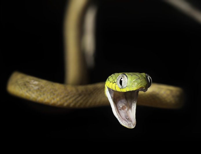 Snake ‘Jump Scares’ Rock Climber in Malaysia (Video)