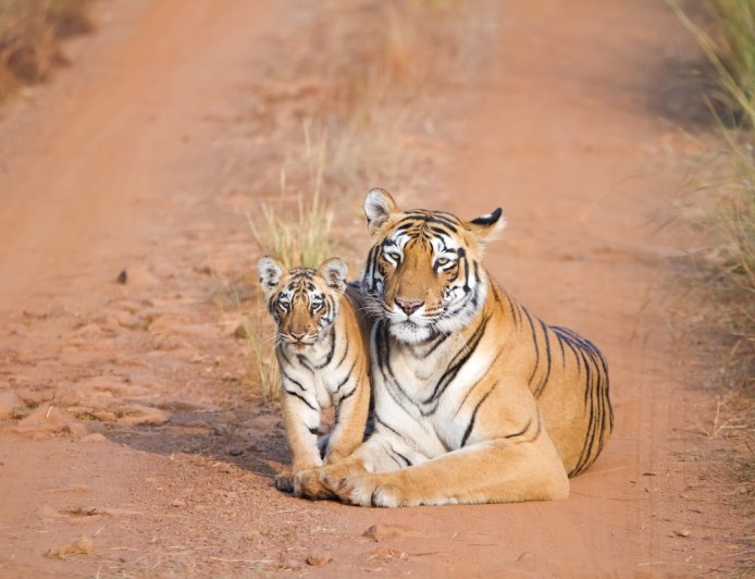 ‘Unforgettable’ Sighting: Tigress and Cubs Cross Road in India