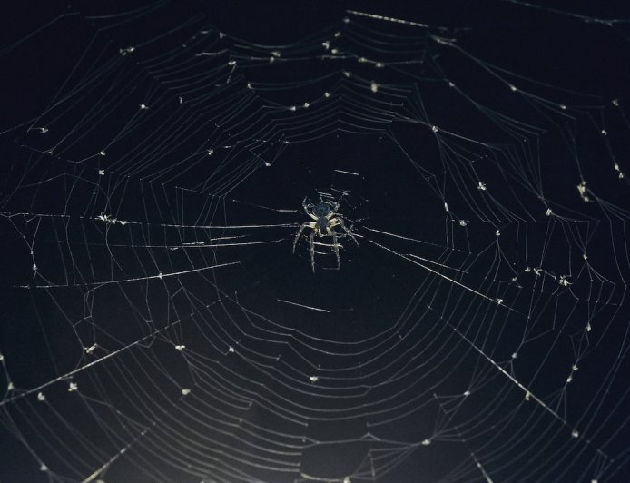 Woman Hospitalized From Spider Bites She Got While Camping
