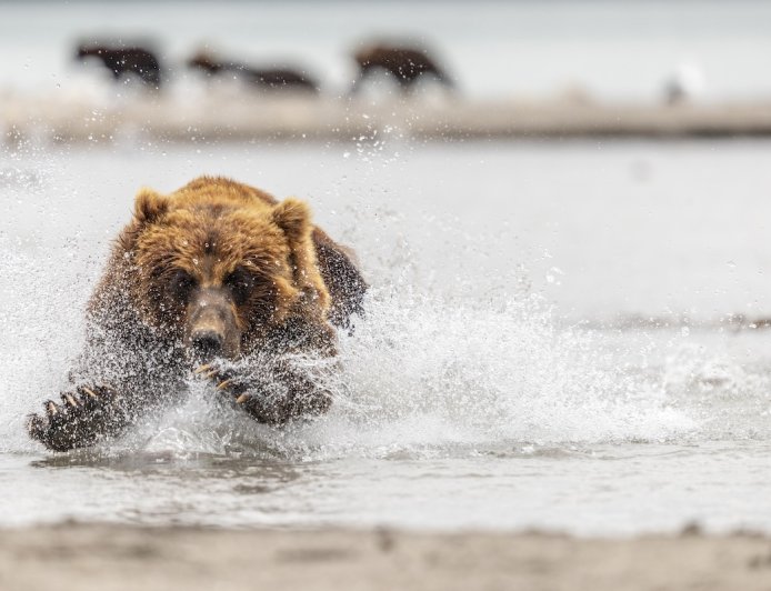 WATCH: Bear Chases Moose Calf in Alaska