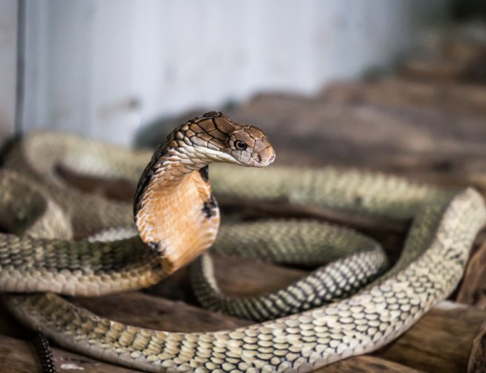 WATCH: King Cobra Hides out in Toilet, Scaring Resort Guest