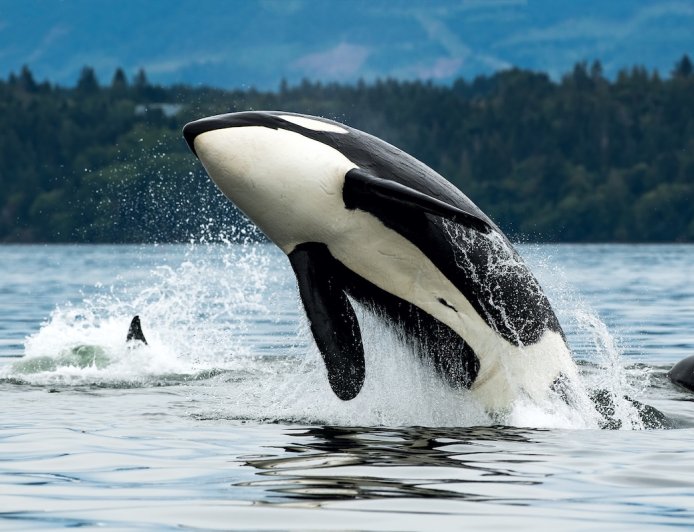 Orcas Show up in Triathlon’s Swim Course After Athletes Exit