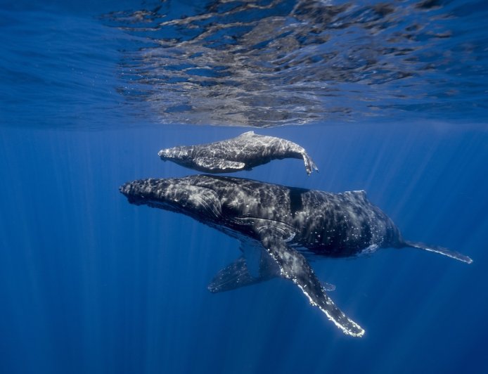 Incredible, Rare Footage: Drone Pilot Films Humpback Whale Birth