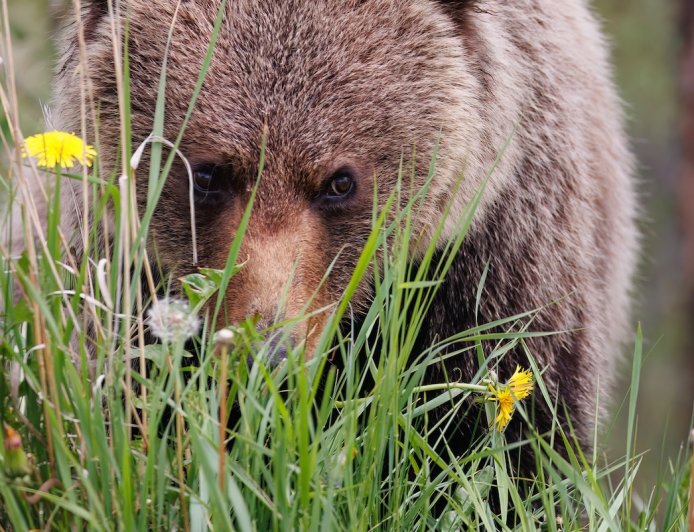 Hikers Come Across Bear and Moose at Jasper National Park Lake