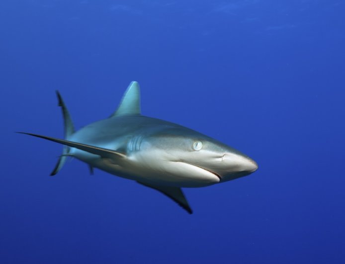 Diver Captures His Own Frightening Shark Attack on Camera