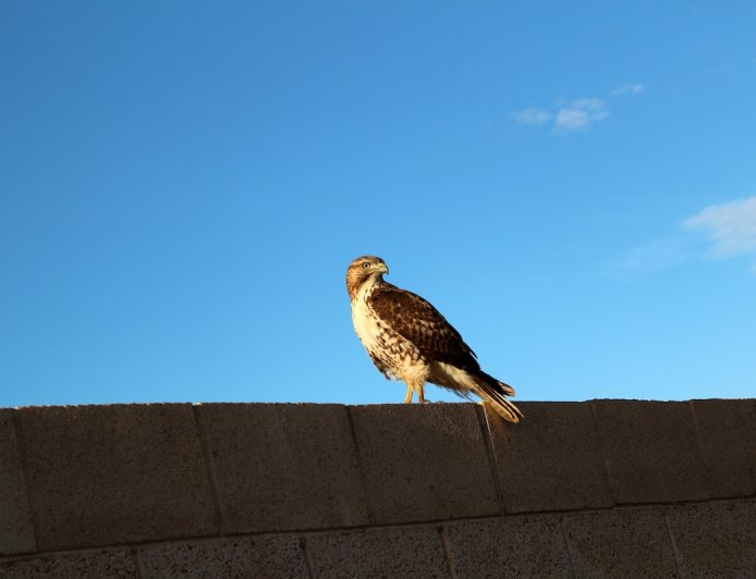 WATCH: Hawk Perches on Fence, Squirrel Couldn’t Care Less