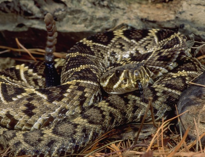 PSA: Rattlesnakes Can Swim, So Watch Where You Wade