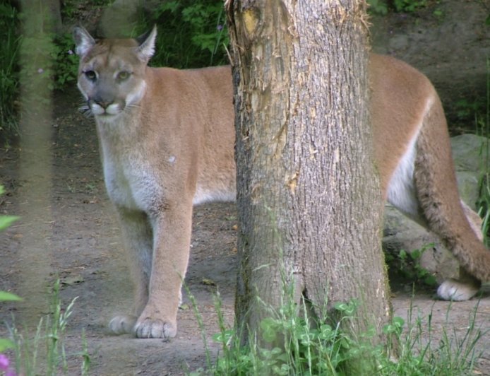 Mountain Lion Removes Tranquilizer Dart, Chews and Spits It out