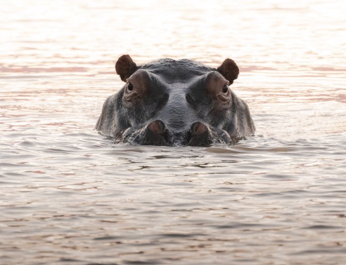 Hippo Charges at Safari Boat in Botswana (Viral Video)
