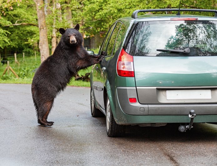 ‘Bears Everywhere’: Couple Films Bears Breaking Into Parked Cars