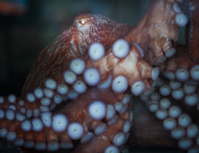 WATCH: Fisherman Struggles to Remove Octopus From His Face
