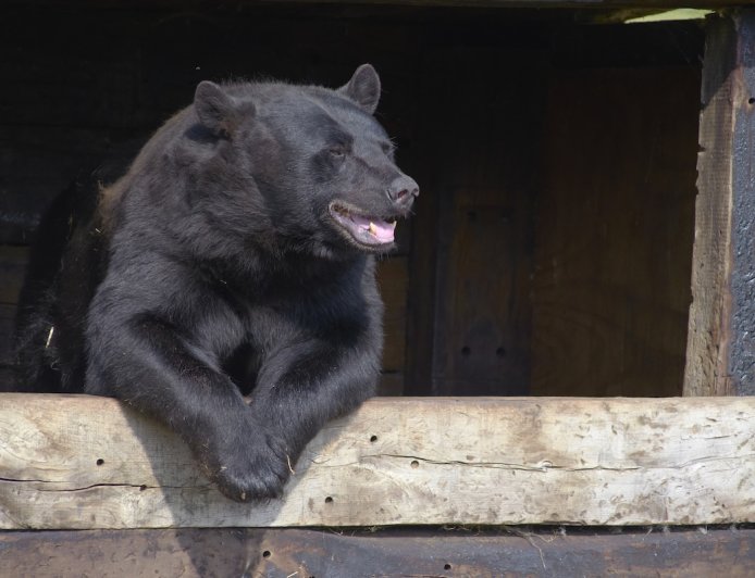 Bear Breaks Into Breckenridge Hotel, Eats M&Ms (Video)