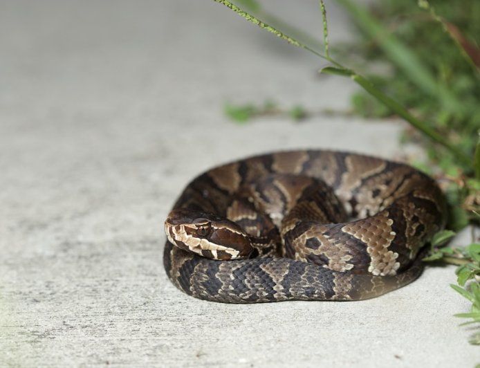 High School Student Finds Venomous Snake in Football Helmet