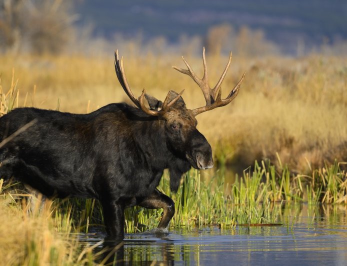 WATCH: Group of Bachelor Moose Crosses River in Front of Family