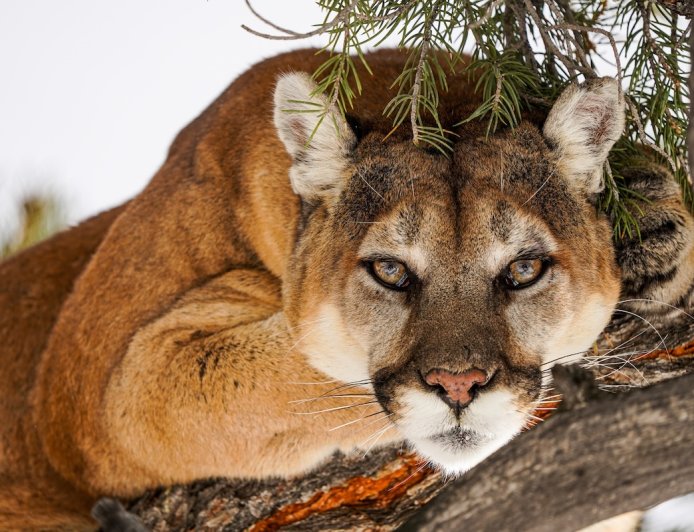 ‘What an Honor’: Woman Has Calm Mountain-Lion Encounter