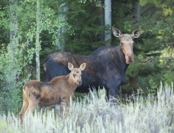 WATCH: Moose Mom and Calves Race Past Trail Cam in Alaska