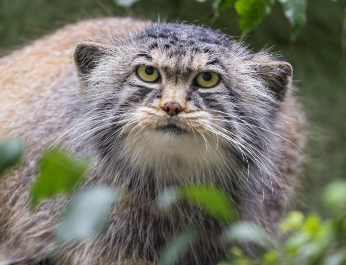 Caught on Trail Cam: Rare Footage of a Wild Pallas’s Cat