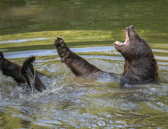 Large Bear Cools off in Backyard Pool Near Los Angeles