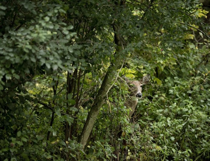 Can You Find the Hidden Deer Peeking at You in This Photo?
