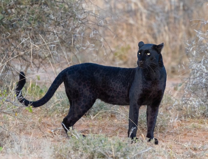 Trail Cam Captures Footage of Rare Black Leopard in Nepal