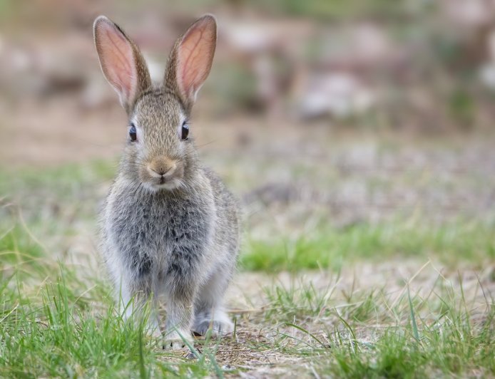 ‘Bro, Why?’: Aghast Bystander Films Bunny vs. Snake Battle