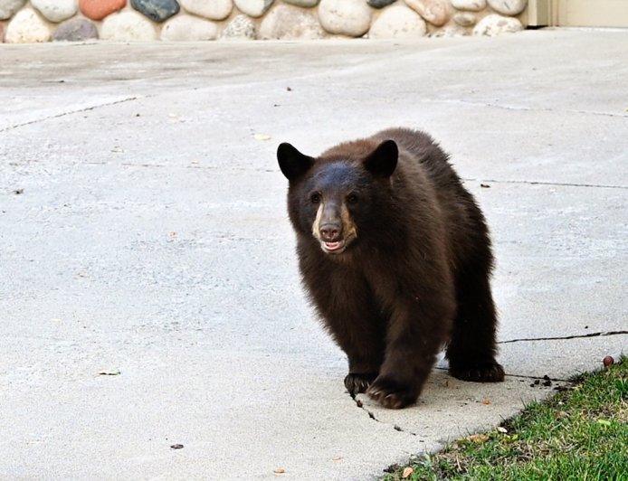 Bear Attacks Man at Apartment Complex in Colorado