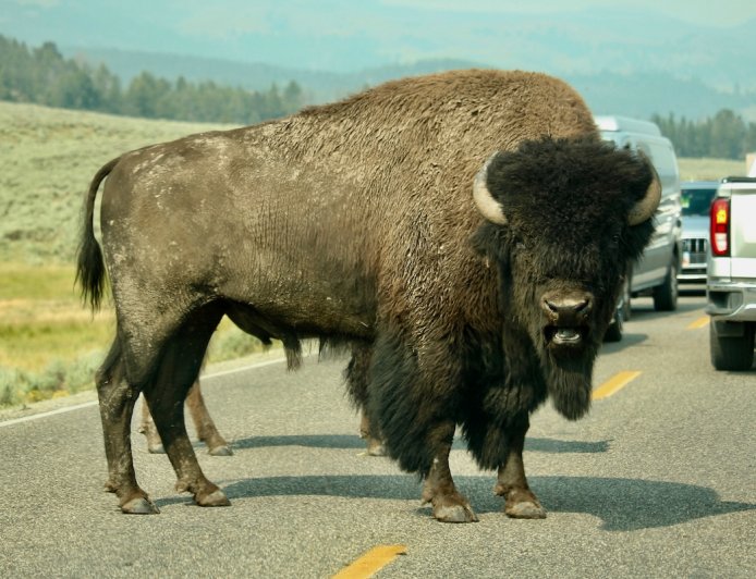 Tourists Stand Three Feet From Bison at Yellowstone (Video)