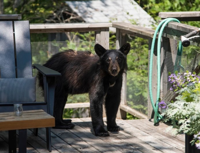 Viral Video: Baby Bear Snatches Trash Can From Cabin Balcony