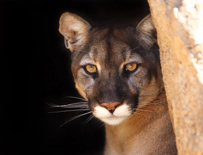 ‘I Hate It When Cougars Hunt You’: Mountain Lion Stalks Hikers