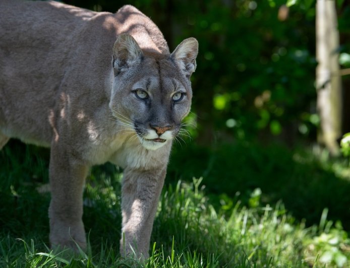 Hiking PSA: Not All Chirps Are Birds (Could Be a Mountain Lion)