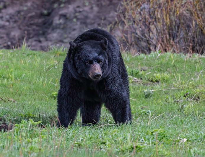 Bear Breaks Through Cabin Window in Lake Tahoe (Video)