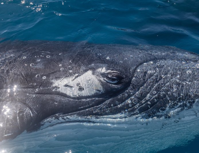 WATCH: Massive Whale Lunges for Fish Right Next to Small Boat