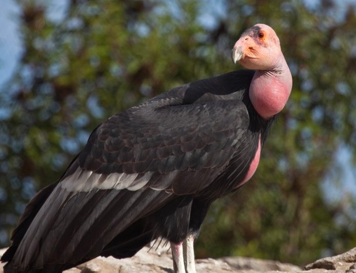 Endangered California Condors Photo Bomb Remote Camera