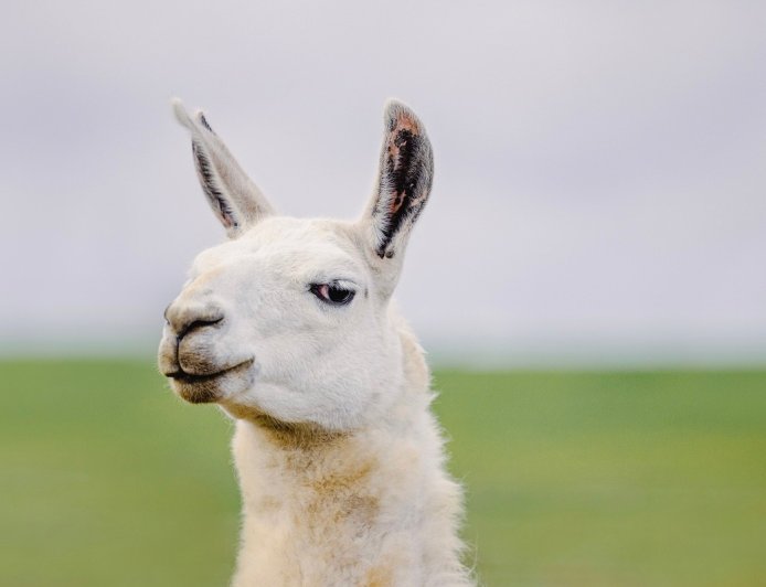 Random Llama Strolls Around California Preserve (Video)