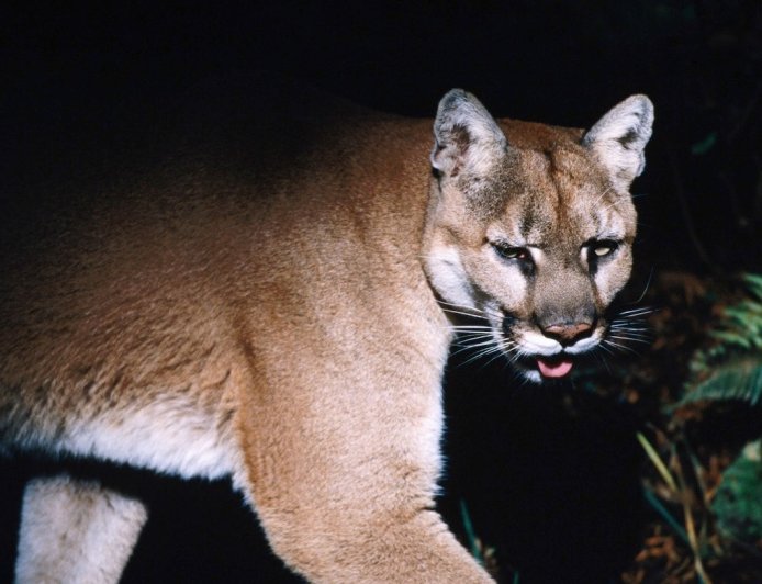 Park Ranger Walks Through What to Do If You See a Cougar
