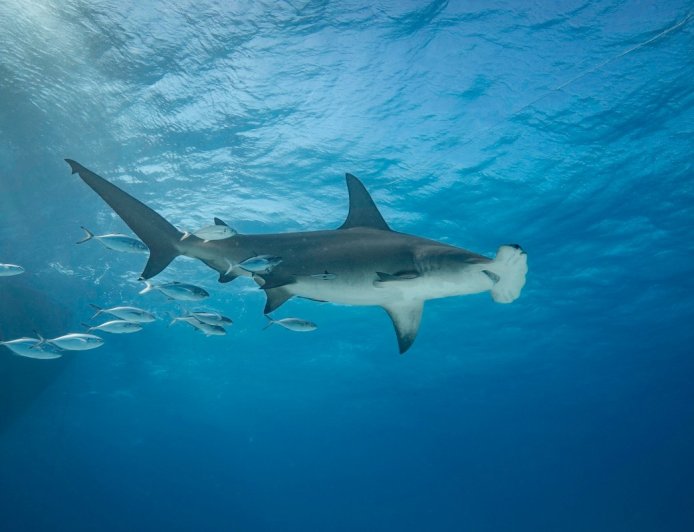 Drone Records Rare Hammerhead Shark off California Coast