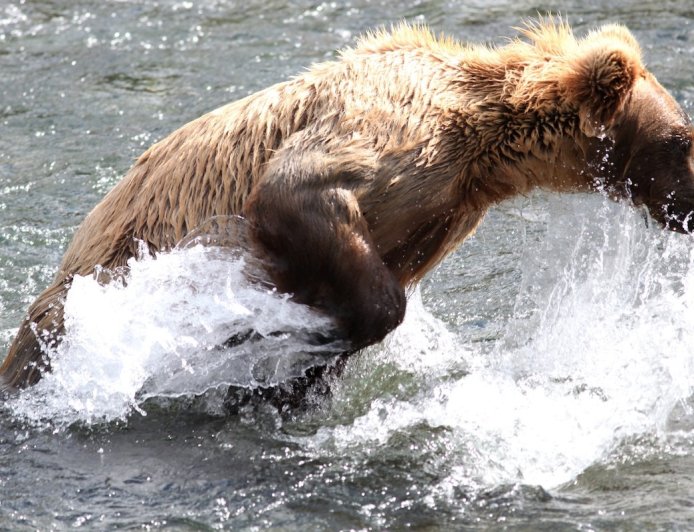 This Brown Bear’s Fishing Method Is Downright Hilarious (Video)