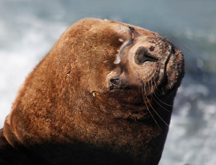Massive Sea Lion Boards Docked Fishing Boat, Steals Bait Box